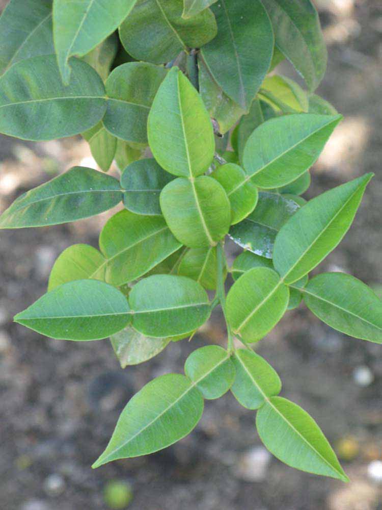              Shade leaves (Riverside, CA)       